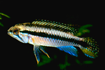 Image of Apistogramma pulchra 