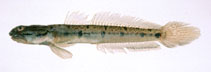 Image of Apocryptodon punctatus 