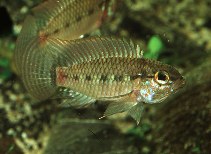 Image of Apistogramma regani 