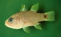 Image of Apogon robbyi (Striped cardinalfish)