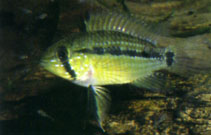 Image of Apistogramma rubrolineata 