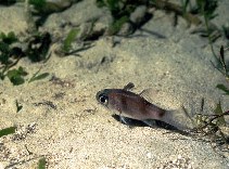 Image of Nectamia savayensis (Samoan cardinalfish)