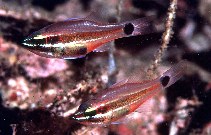 Image of Ostorhinchus selas (Meteor cardinalfish)