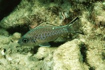 Image of Pristiapogon taeniopterus (Bandfin cardinalfish)