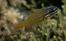 Image of Ostorhinchus wassinki (Kupang cardinalfish)