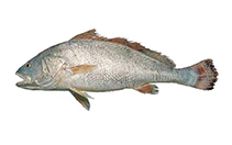 Image of Argyrosomus hololepidotus (Southern meagre)