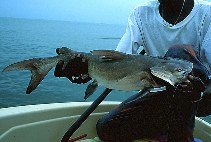 Image of Carlarius latiscutatus (Rough-head sea catfish)