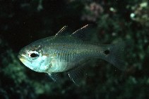 Image of Taeniamia mozambiquensis (Mozambique cardinalfish)