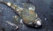 Image of Artedius notospilotus (Bonehead sculpin)