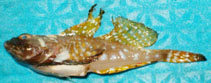 Image of Artediellus uncinatus (Arctic hookear sculpin)