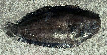 Image of Aseraggodes cyaneus 