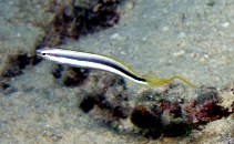 Image of Aspidontus dussumieri (Lance blenny)