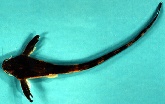 Image of Aspredinichthys filamentosus (Sevenbarbed banjo)