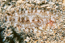 Image of Aseraggodes holcomi 