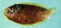 Image of Aseraggodes kobensis 