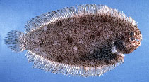 Image of Aseraggodes normani 