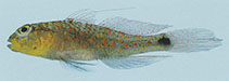 Image of Asterropteryx ovata (Oval-spot goby)