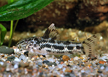 Image of Aspidoras poecilus (Point catfish)