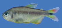 Image of Psalidodon xavante 