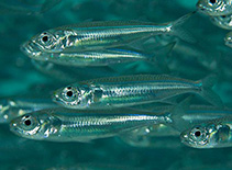 Image of Atherinomorus lacunosus (Hardyhead silverside)