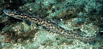 Image of Atelomycterus marmoratus (Coral catshark)