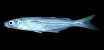 Image of Atherinella panamensis (Panama silverside)