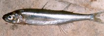 Image of Atherina presbyter (Sand smelt)