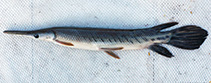 Image of Atractosteus tropicus (Tropical gar)