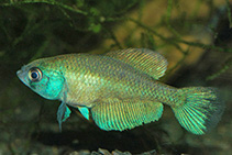 Image of Austrolebias bellottii (Argentine pearlfish)