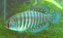 Image of Austrolebias charrua 