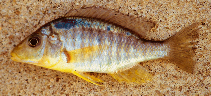 Image of Aulonocara guentheri 