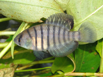 Image of Austrolebias nigrofasciatus 