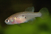 Image of Austrolebias paucisquama 