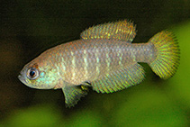 Image of Austrolebias paucisquama 