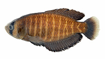 Image of Austrolebias queguay 