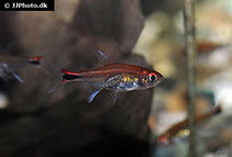 Image of Axelrodia riesei (Ruby tetra)