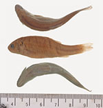 Image of Aztecula sallaei (Aztec chub)