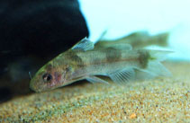 Image of Batasio affinis 