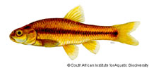 Image of Enteromius anoplus (Chubbyhead barb)