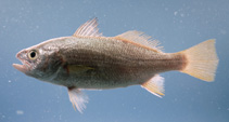 Image of Bairdiella chrysoura (Goldtail croaker)