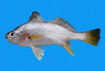 Image of Bairdiella ensifera (Swordspine croaker)