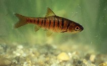 Image of Enteromius fasciolatus (African banded barb)