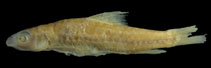 Image of Enteromius humeralis 