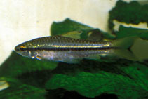 Image of Enteromius macrops (Blackstripe barb)