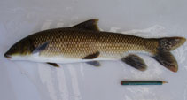 Image of Luciobarbus microcephalus 