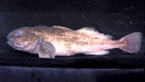 Image of Batrachocottus nikolskii (Fatty sculpin)