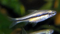 Image of Enteromius punctitaeniatus 