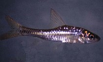 Image of Enteromius radiatus (Redeye barb)