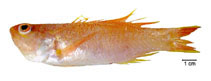 Image of Bathyanthias roseus 