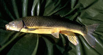 Image of Luciobarbus sclateri (Andalusian barbel)